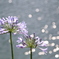 水際の花