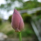 つぼみ