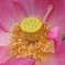 I worship the lotus！