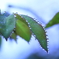 Leaf of a water droplet