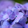 紫陽花