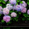 紫陽花ベンチ