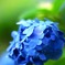 鮮・紫陽花