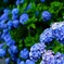 連・紫陽花