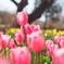 tulip