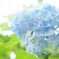 鎌倉の紫陽花