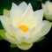 神聖な花