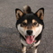 近所の犬のコメちゃん