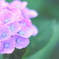 お絵かき紫陽花
