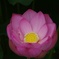 蓮花