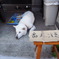 頼りになる番犬