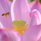 Honey Bee