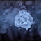 Speed of Blooming