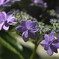 まさに紫陽花