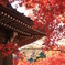 鎌倉海蔵寺と紅葉