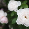 DSCF4532