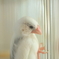 Java sparrow
