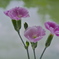 テーブルの花