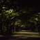 公園散歩(夜)