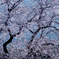 細野彼岸桜