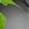 梅雨
