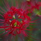 彼岸の花火
