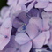 紫陽花その２