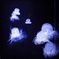 jelly fish