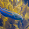 熱帯魚