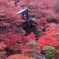 2009京都の紅葉《昆沙門堂03》