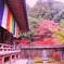 2009京都の紅葉《昆沙門堂05》