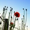 花が見上げる空 No.3