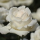神代植物園の白バラ