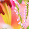 花写真＜2014-20＞＊ネジバナ with ユリ