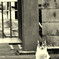 お猫さま