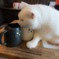 マグと猫