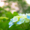紫陽花-5