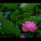 蓮6