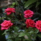 DSC01568