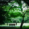 green wood