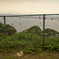 江ノ島を見下ろす猫
