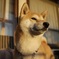 黄昏犬