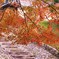 2009京都の紅葉《昆沙門堂08》