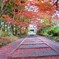 2009京都の紅葉《昆沙門堂08》