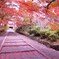 2009京都の紅葉《昆沙門堂09》