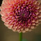 花火