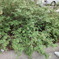 DSC05040