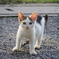 こねこちゃん（哲学の道にて）