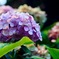 紫陽花
