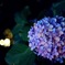 夜の紫陽花